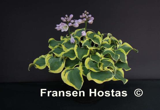 Hosta Mouse FH Collection 